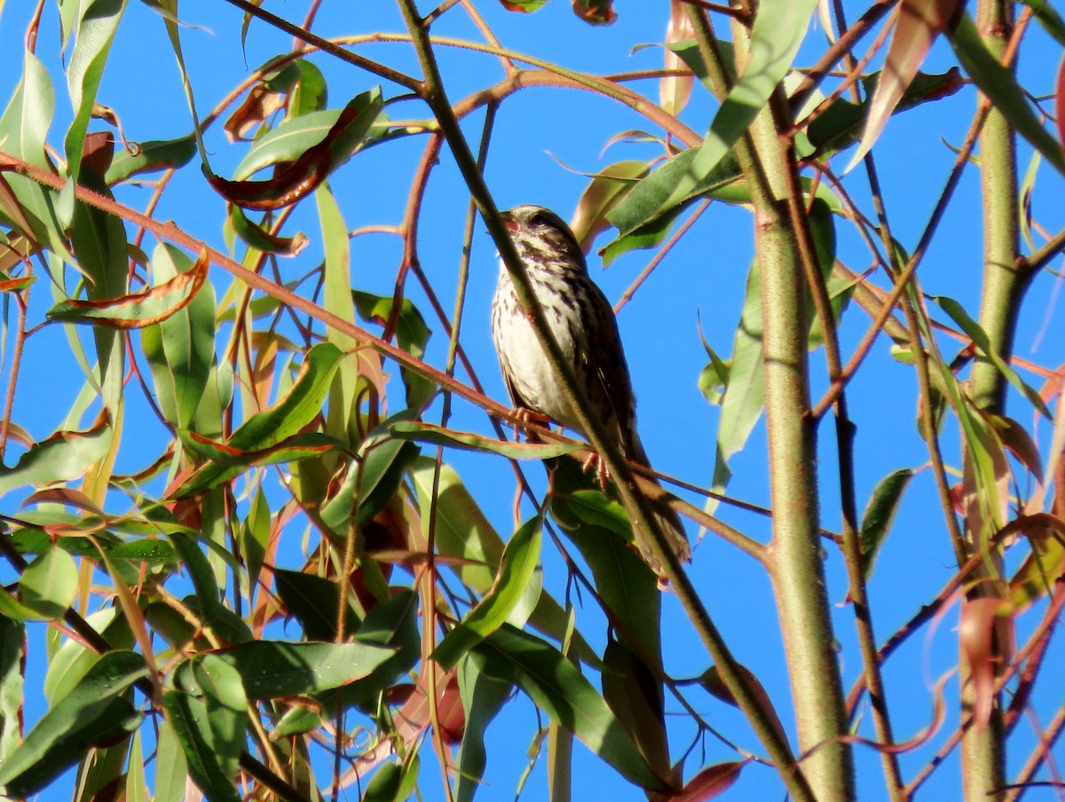 Song Sparrow - ML647651813