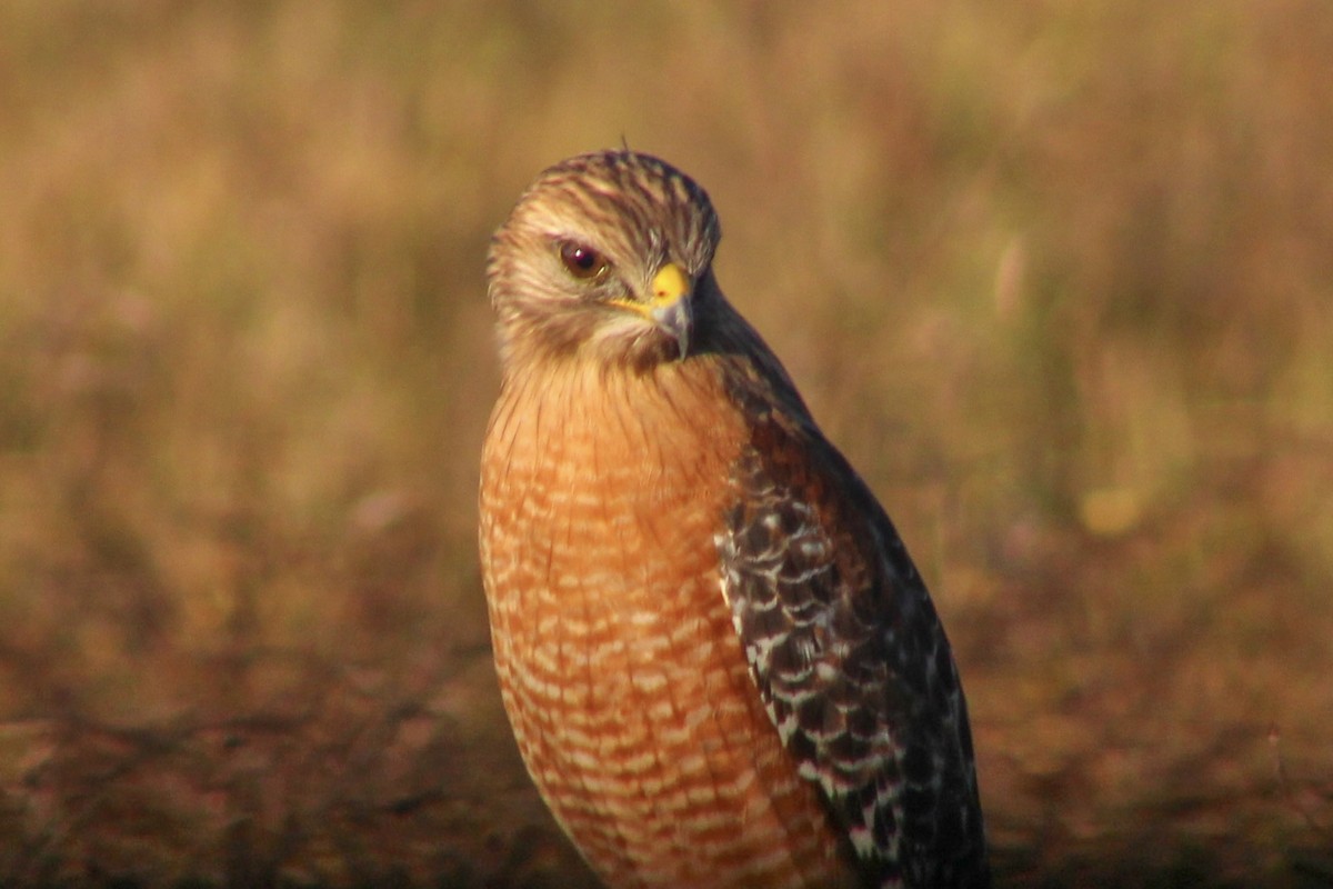 Red-shouldered Hawk - ML647651814