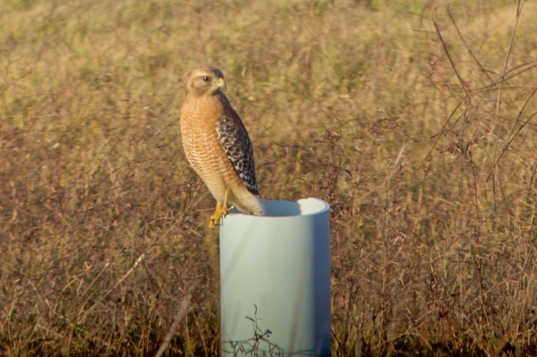 Red-shouldered Hawk - ML647651815