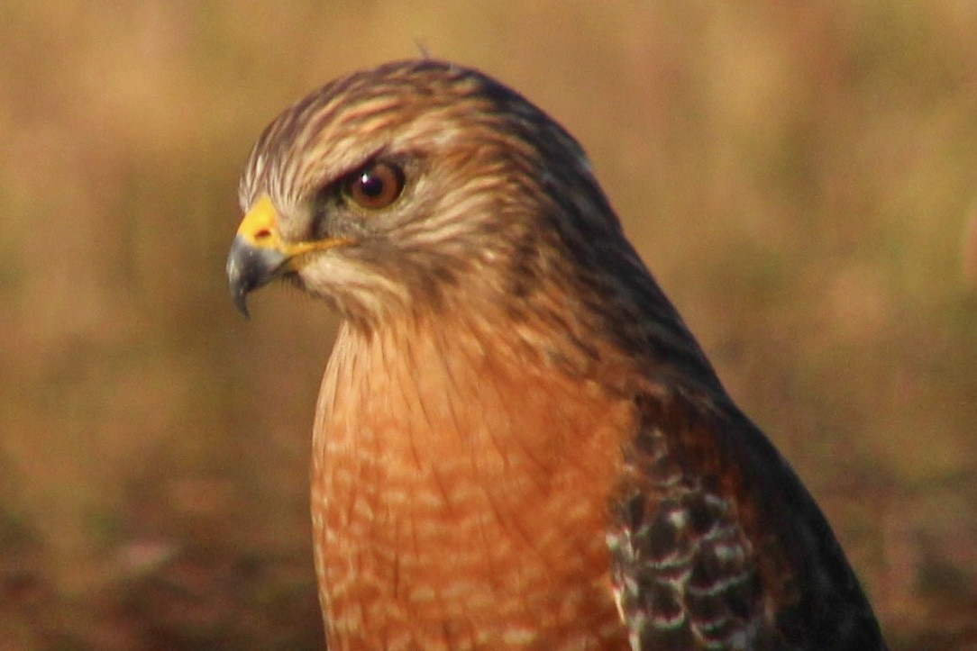 Red-shouldered Hawk - ML647651816