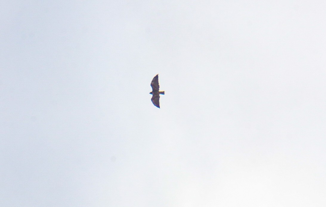 White-tailed Hawk - ML647651819