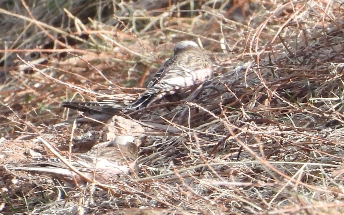 Gray-crowned Rosy-Finch (Gray-crowned) - ML647651820