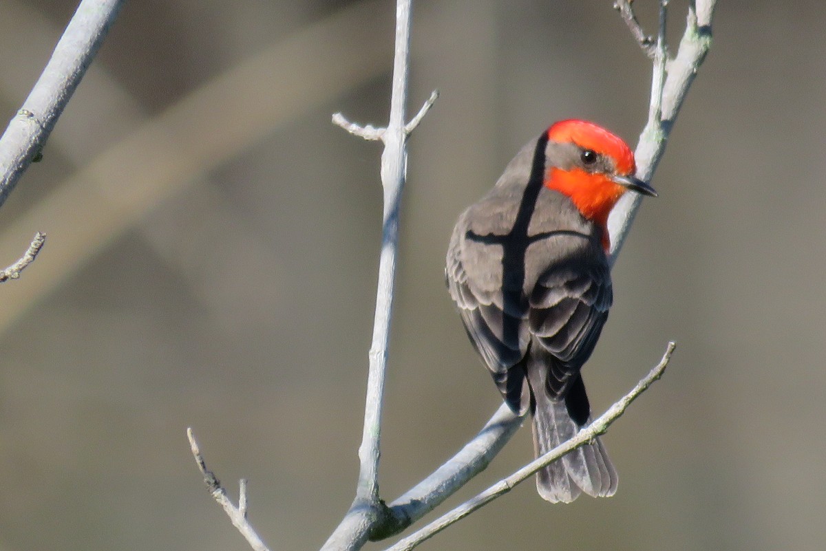 Vermilion Flycatcher - ML647651821