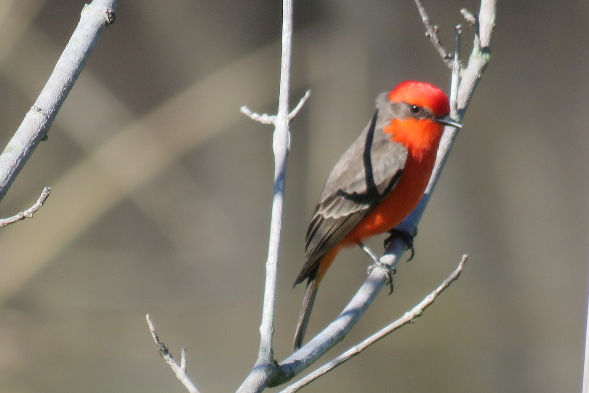 Vermilion Flycatcher - ML647651822
