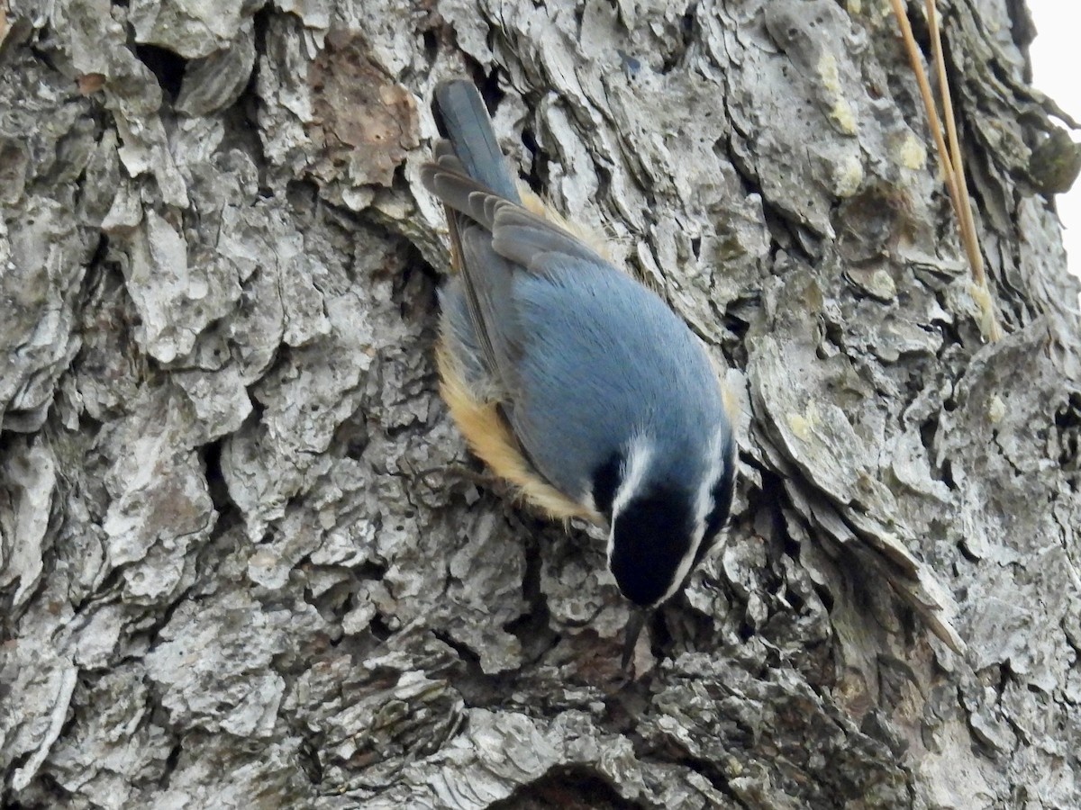 Red-breasted Nuthatch - ML647651823