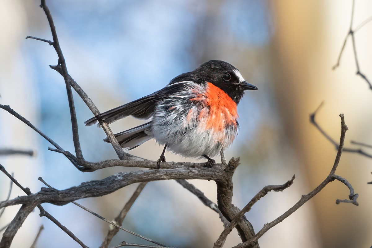 Scarlet Robin - ML647651824