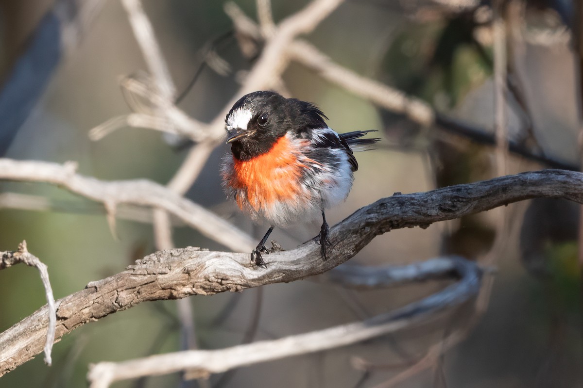 Scarlet Robin - ML647651825