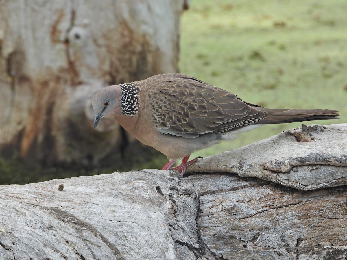 Spotted Dove (Eastern) - ML647651826