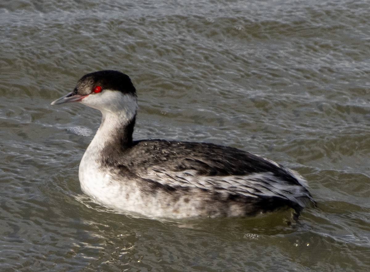 Horned Grebe - ML647651827