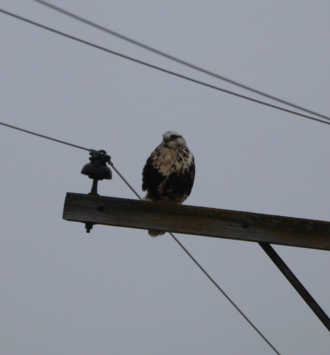 Rough-legged Hawk - ML647651828