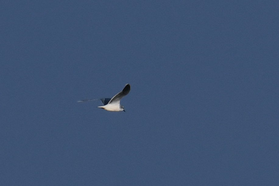 Little Gull - ML647651829