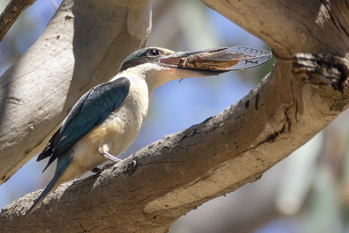 Sacred Kingfisher (Australasian) - ML647651830