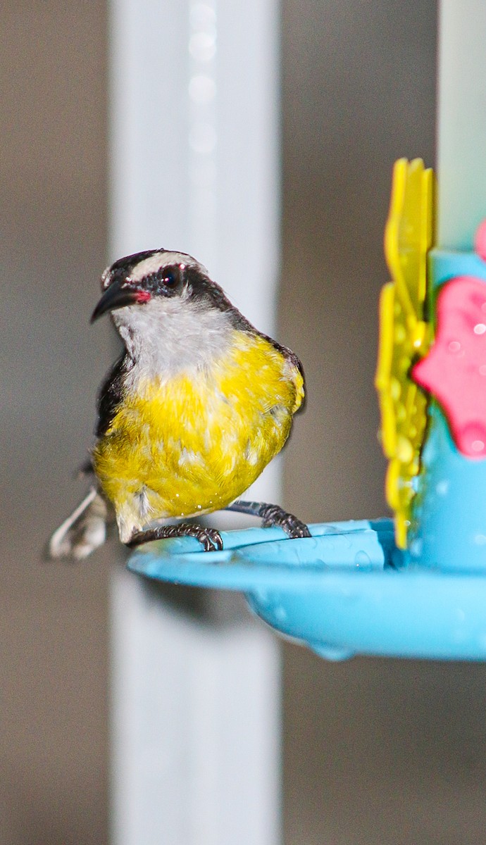 Bananaquit - ML647651831