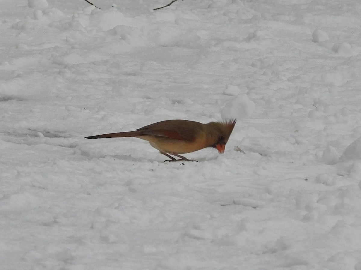 Northern Cardinal - ML647651833