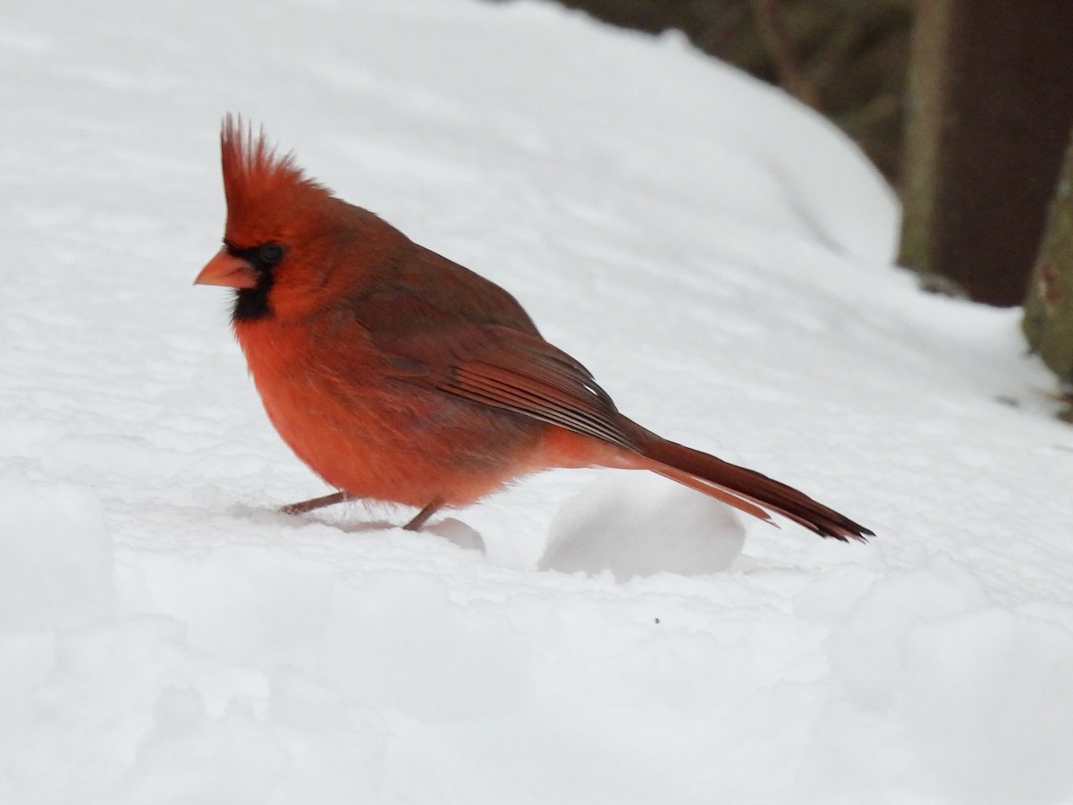 Northern Cardinal - ML647651834