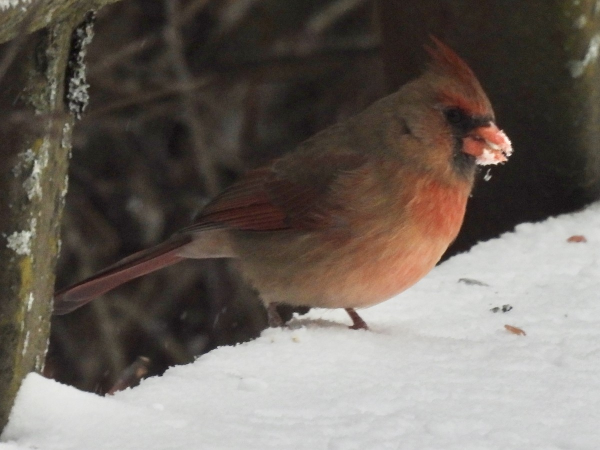 Northern Cardinal - ML647651835