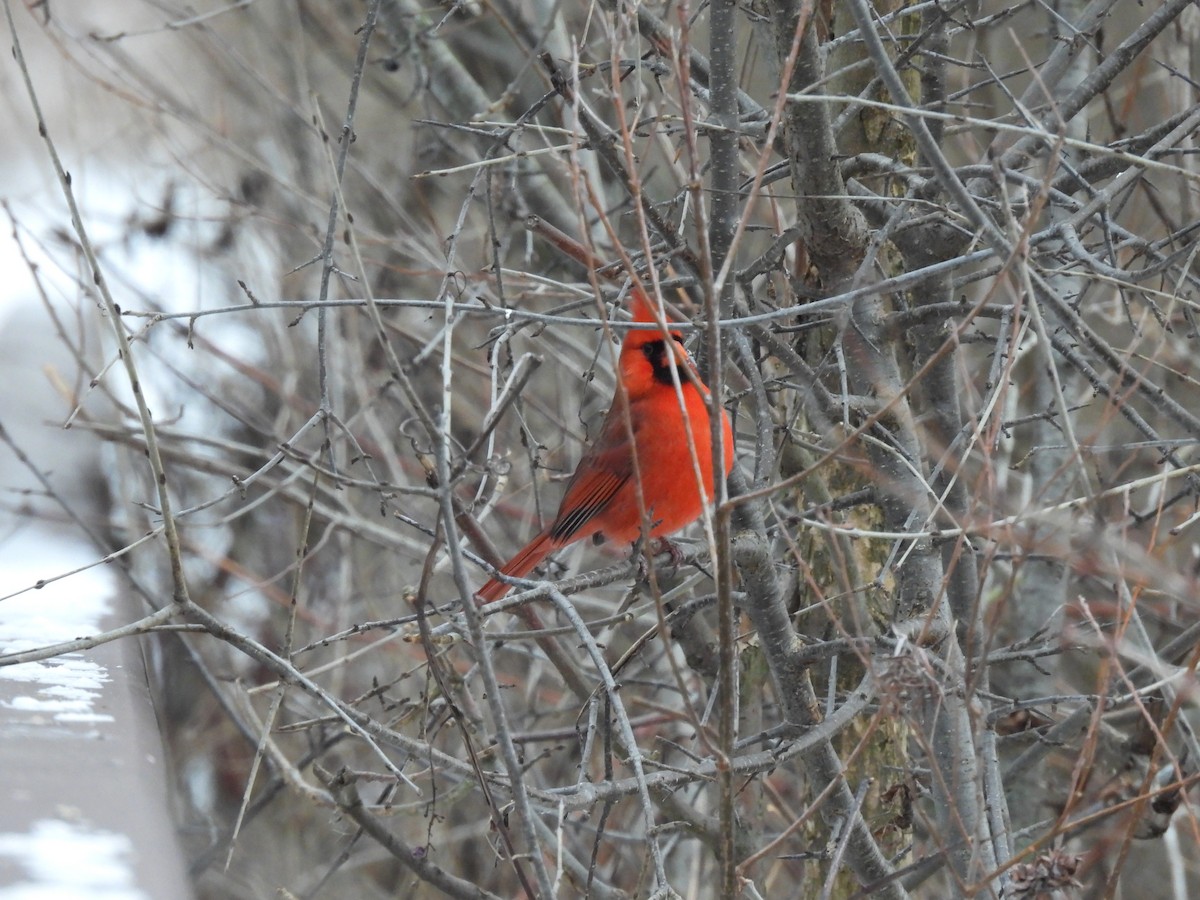 Northern Cardinal - ML647651836