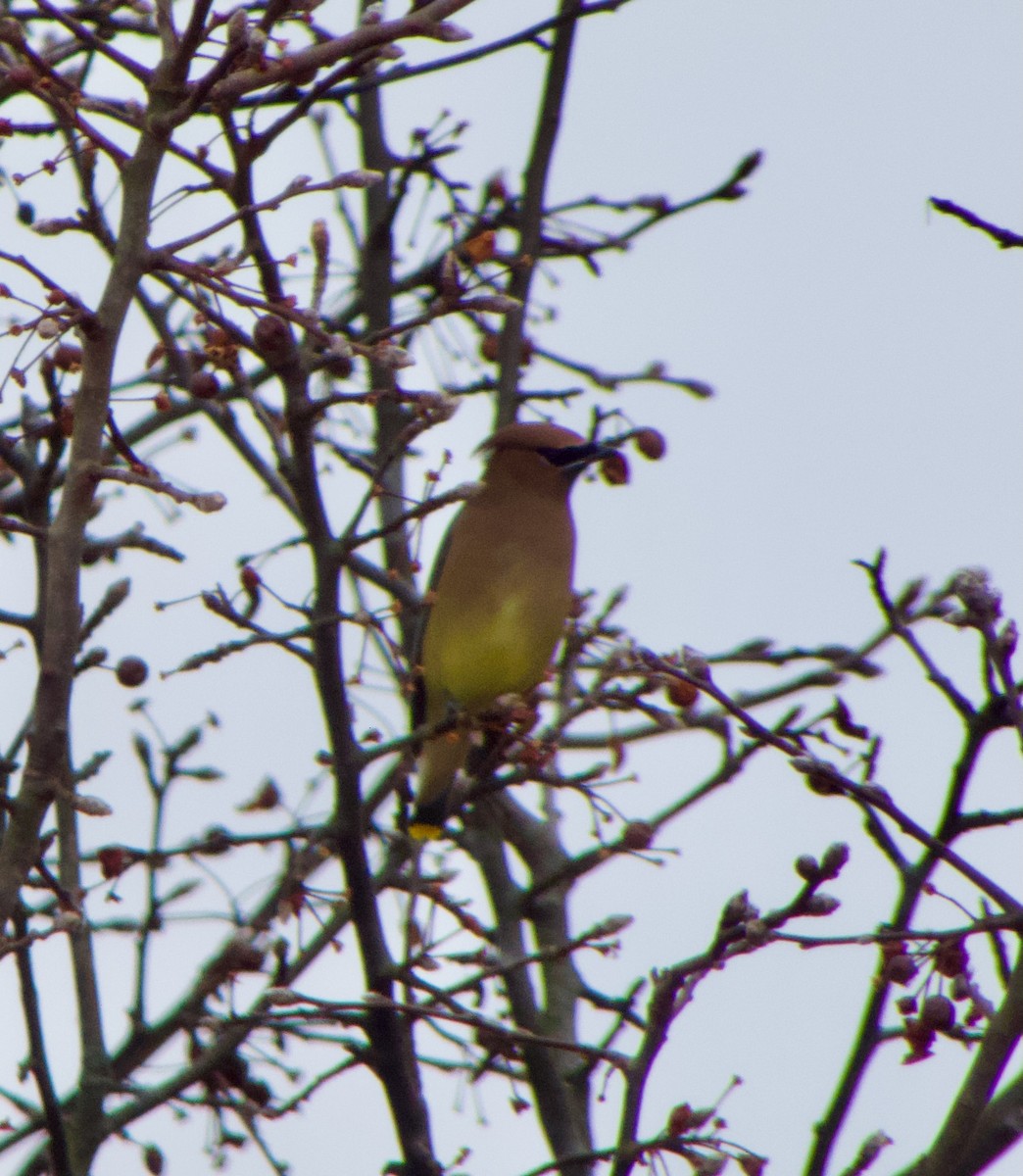 Cedar Waxwing - ML647651837