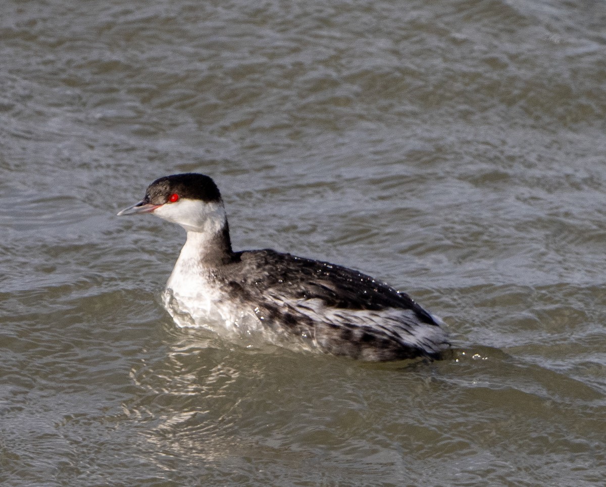 Horned Grebe - ML647651838
