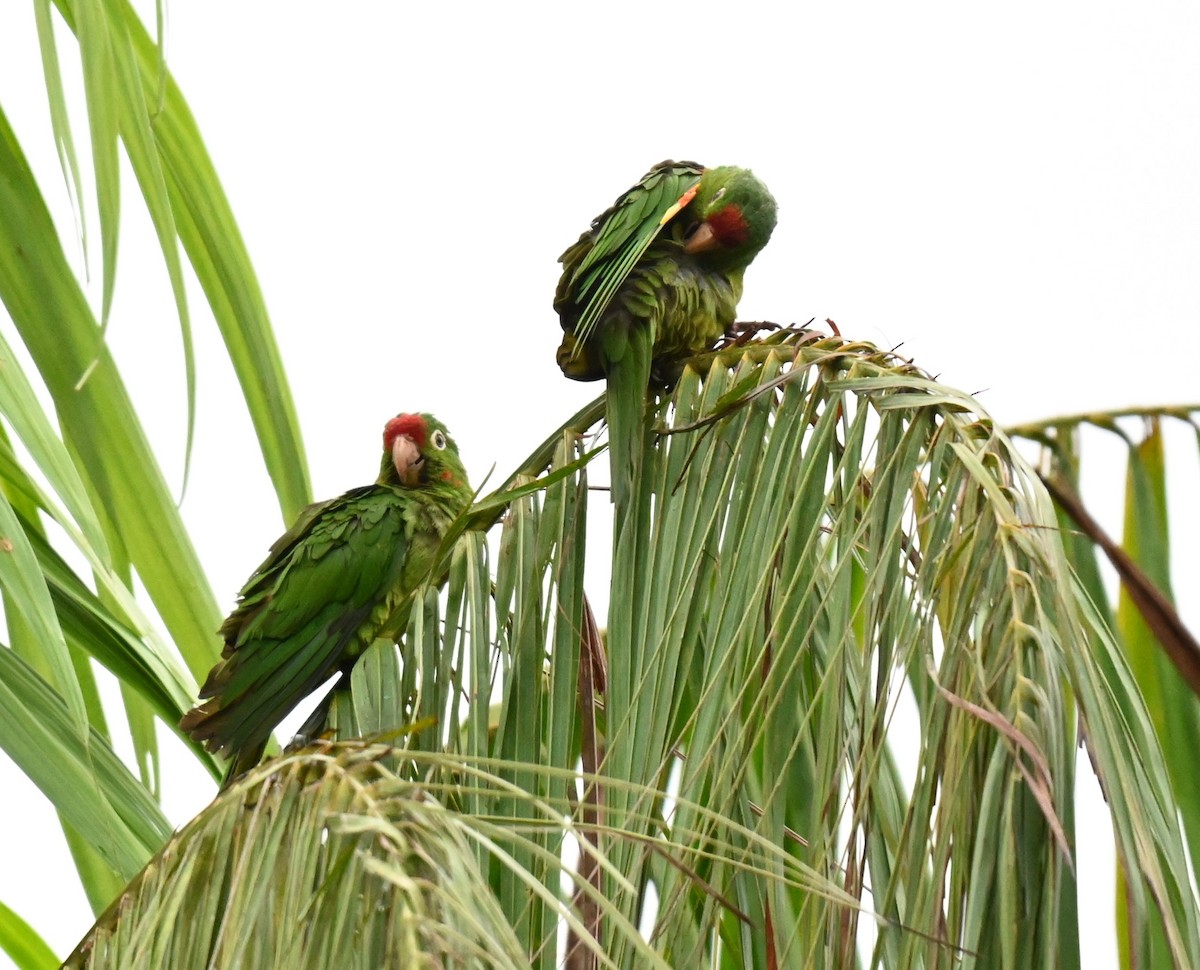 Crimson-fronted Parakeet - ML647651841