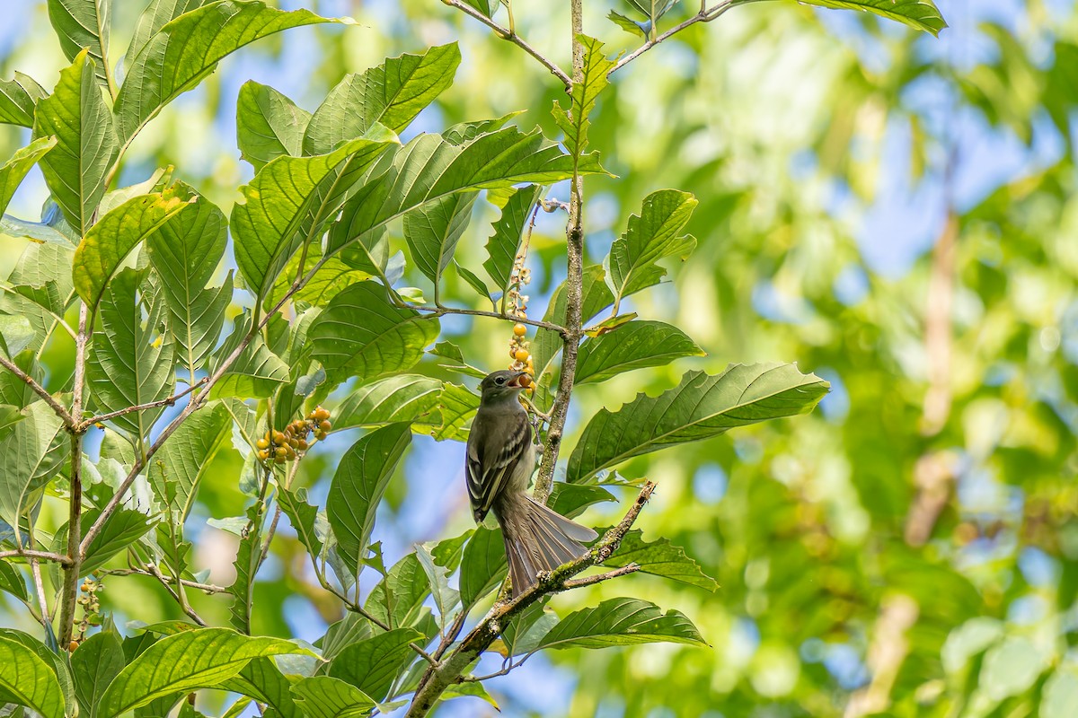 Yellow-bellied Elaenia - ML647651846