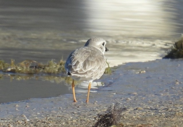 Islıkçı Cılıbıt - ML647651862