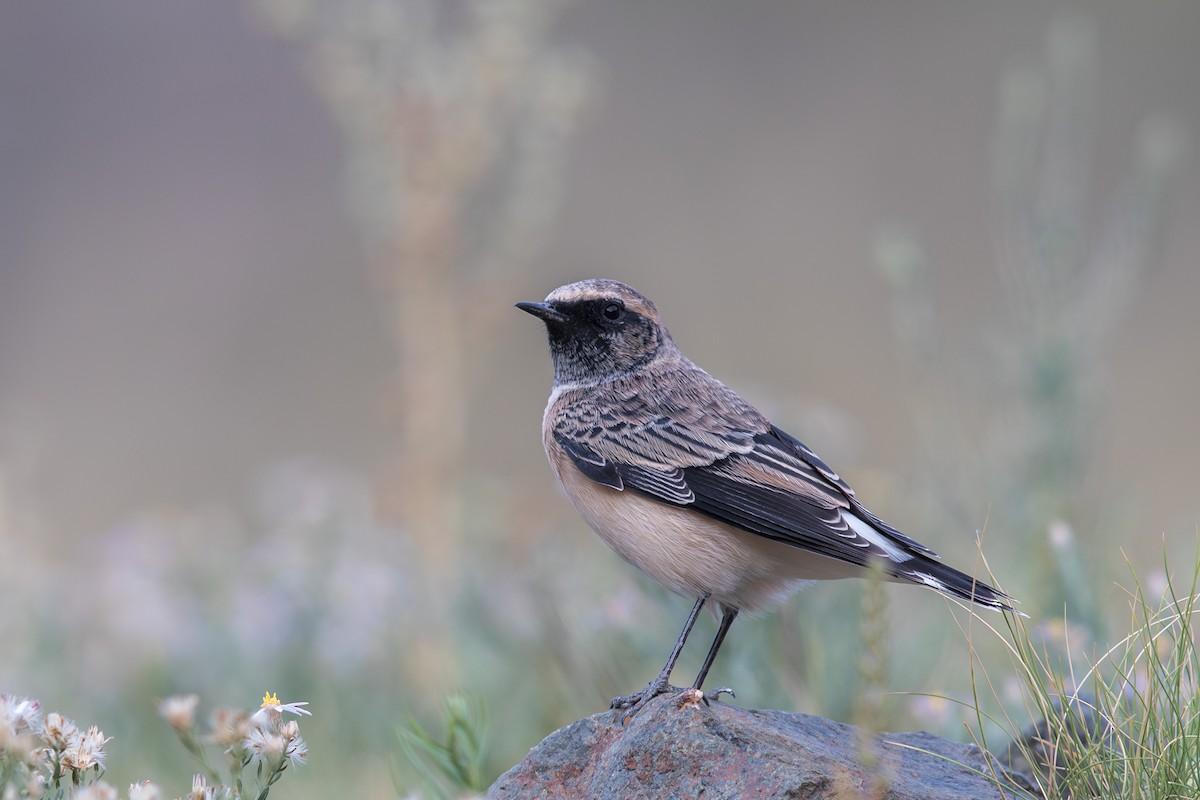 Мяраан чогчиго - ML647651898