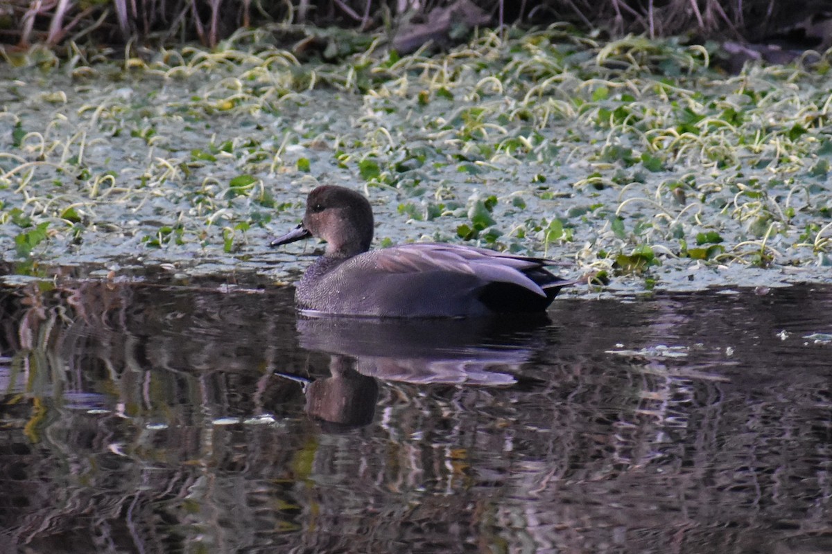 Canard chipeau - ML647651906