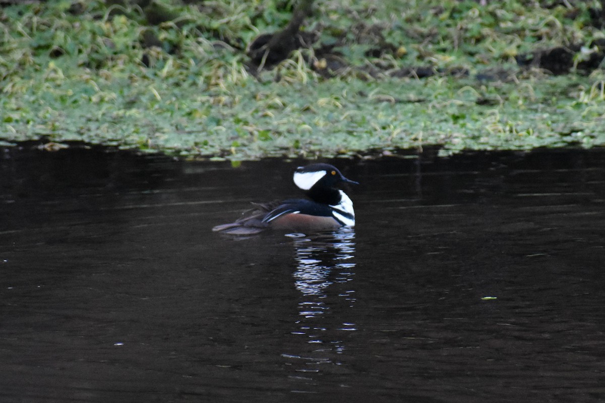 オウギアイサ - ML647651918