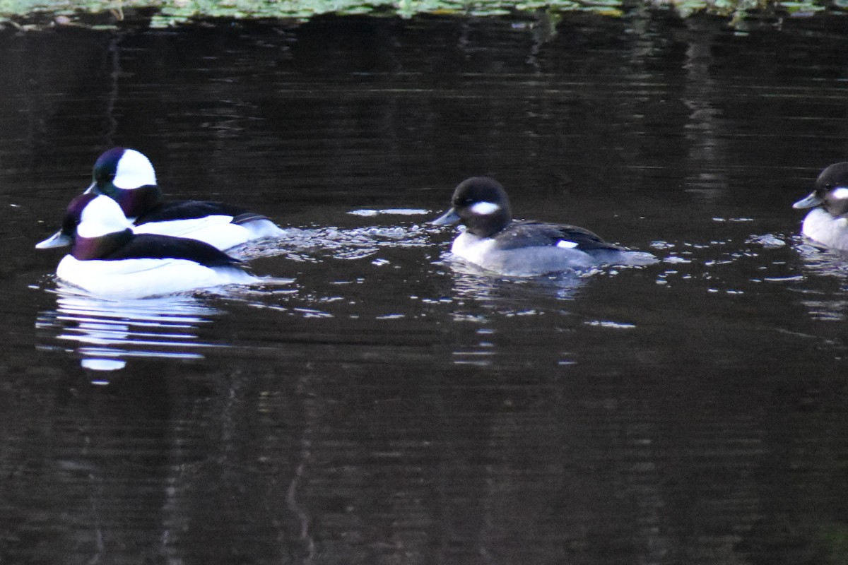 ヒメハジロ - ML647651927