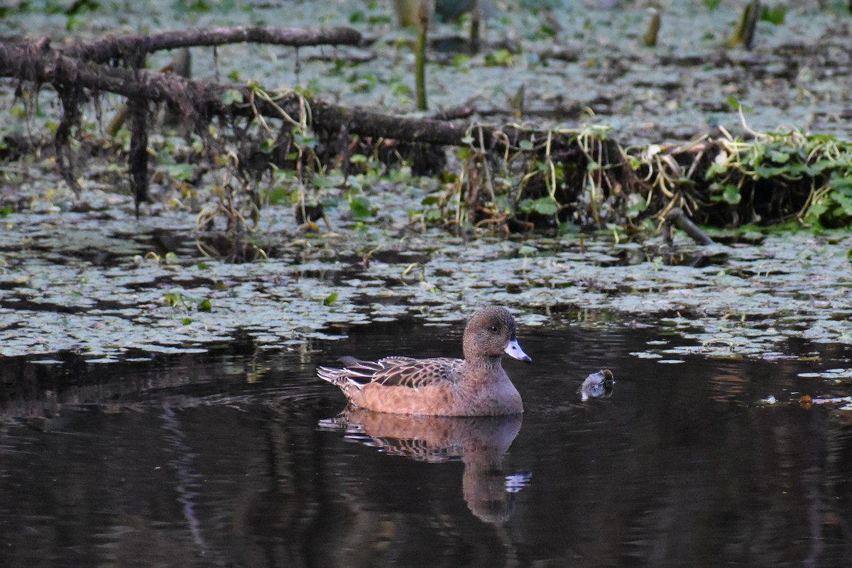 アメリカヒドリ - ML647651960