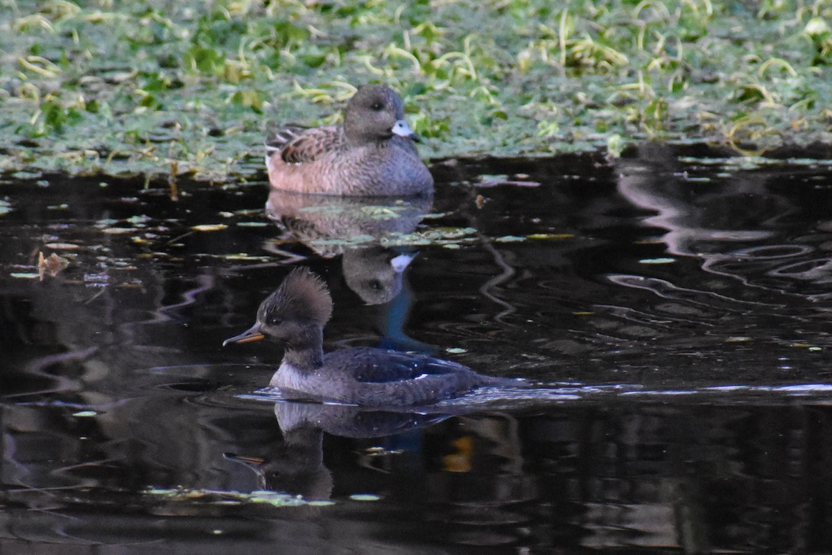 オウギアイサ - ML647651977