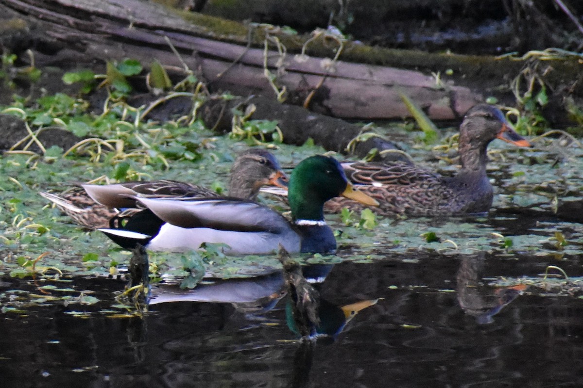 マガモ - ML647651990