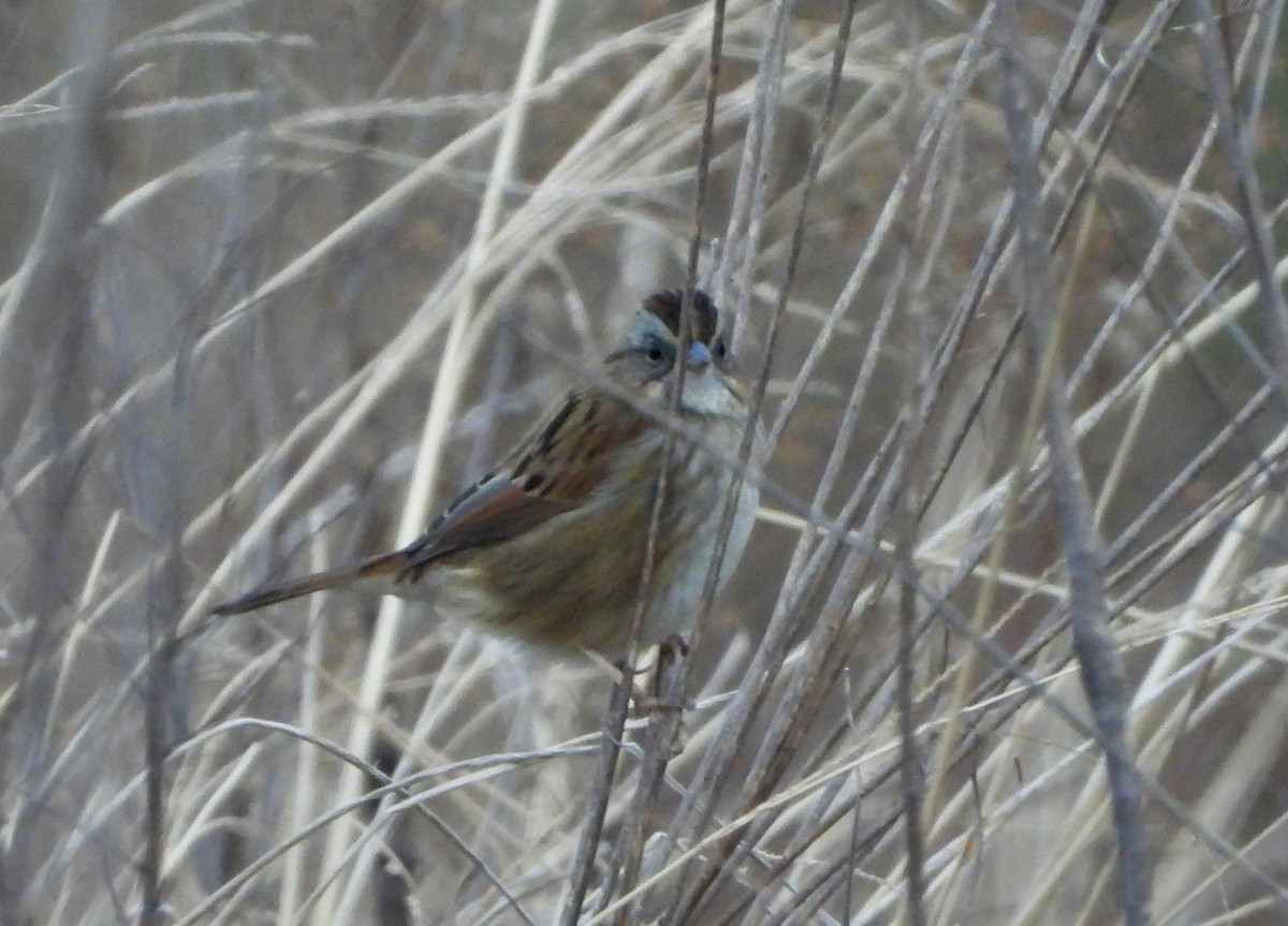 Swamp Sparrow - ML647652000