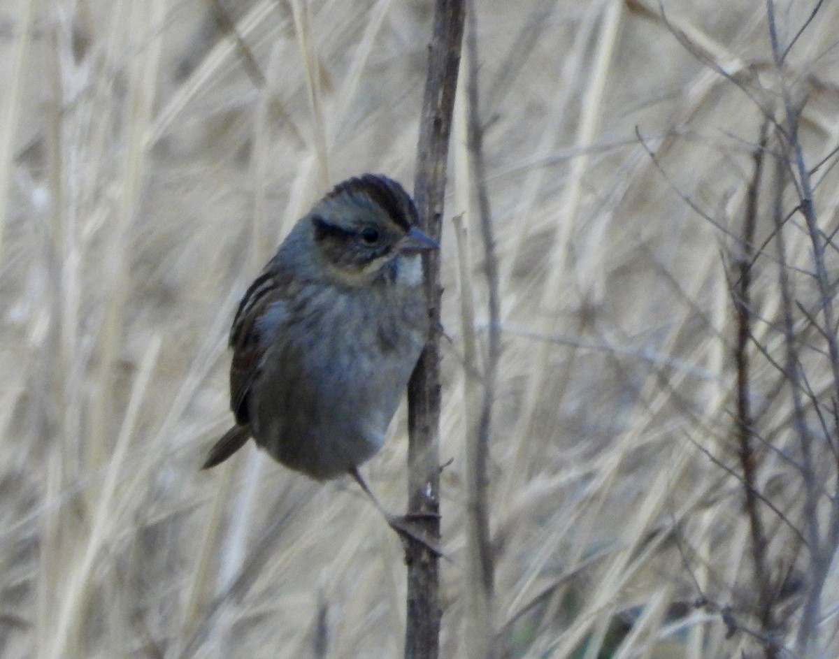 Swamp Sparrow - ML647652001