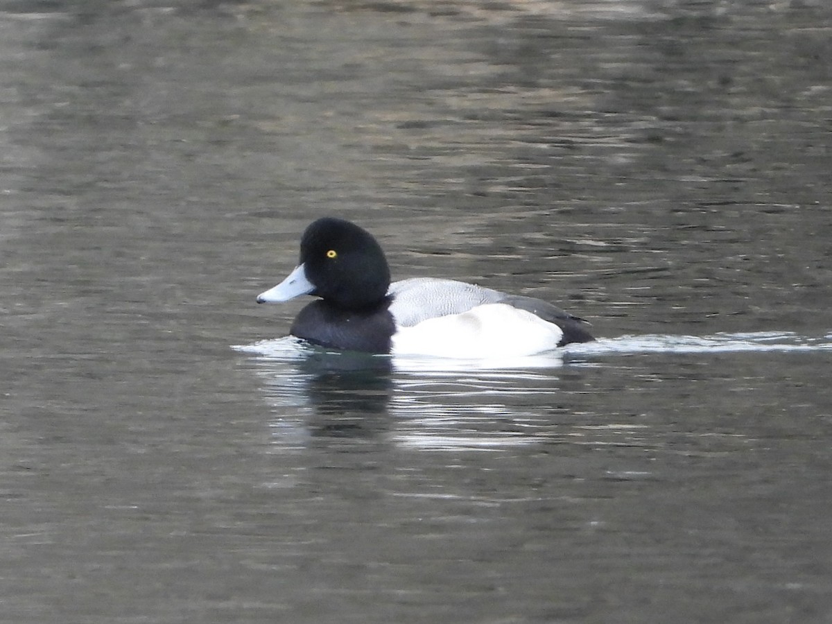 Морская чернеть - ML647652014