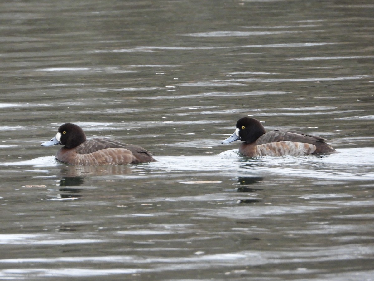 Морская чернеть - ML647652015