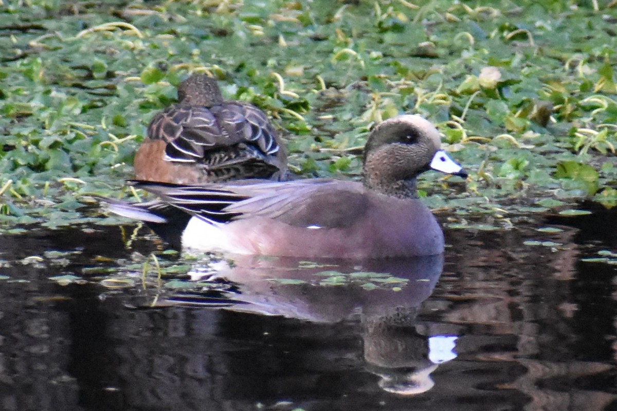 アメリカヒドリ - ML647652019