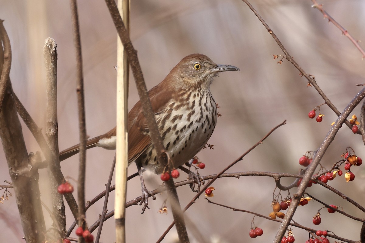 Cuitlacoche Rojizo - ML647652023