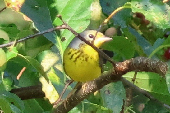 Канадская вильсония - ML647652026