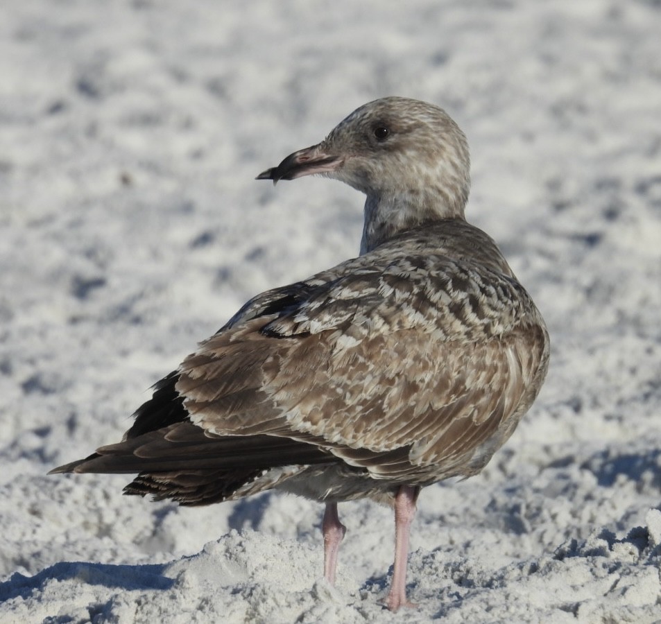 American Herring Gull - ML647652056