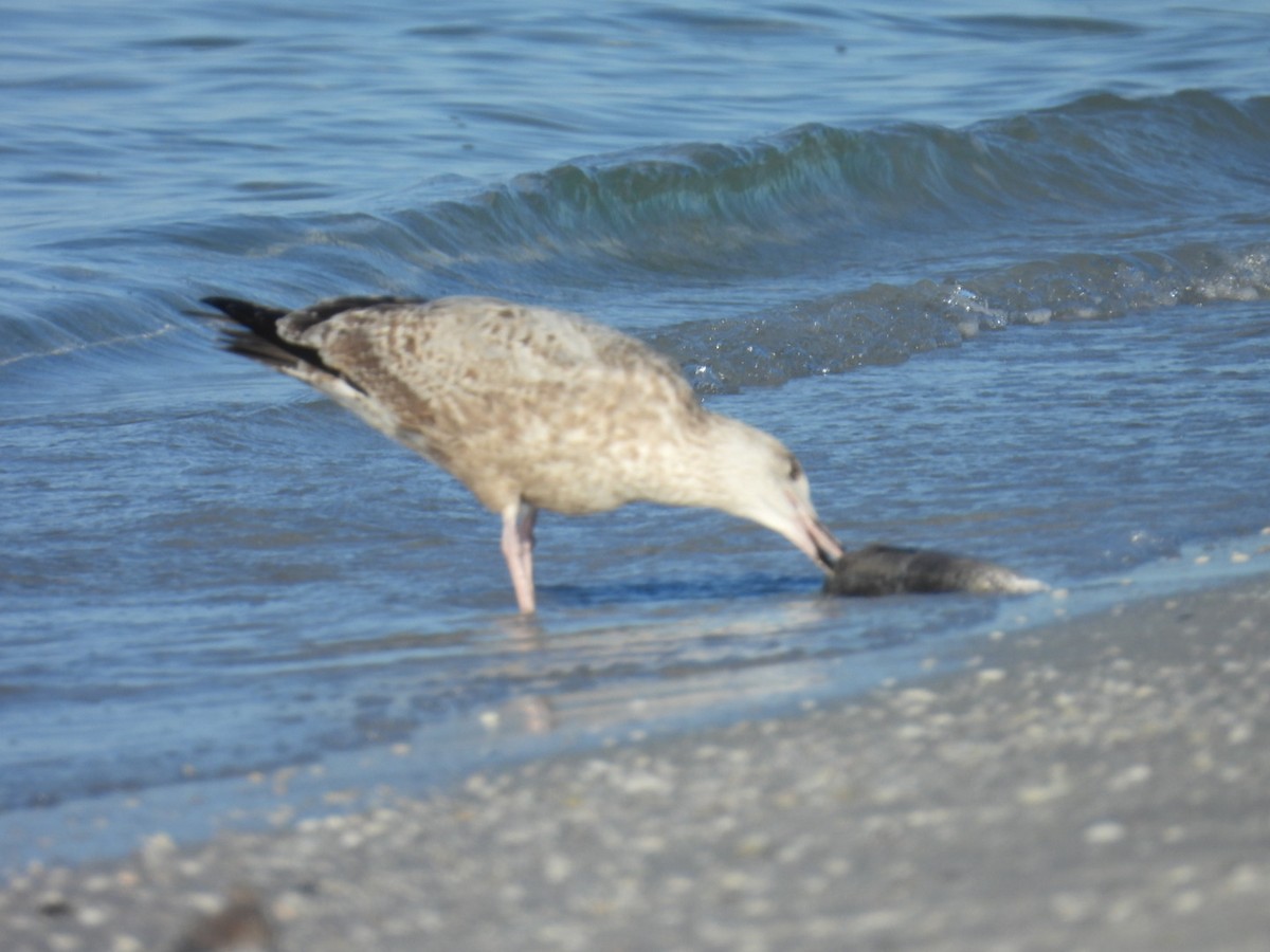American Herring Gull - ML647652057