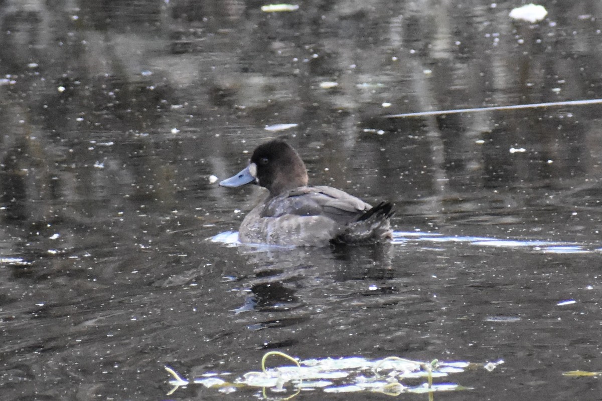 コスズガモ - ML647652062