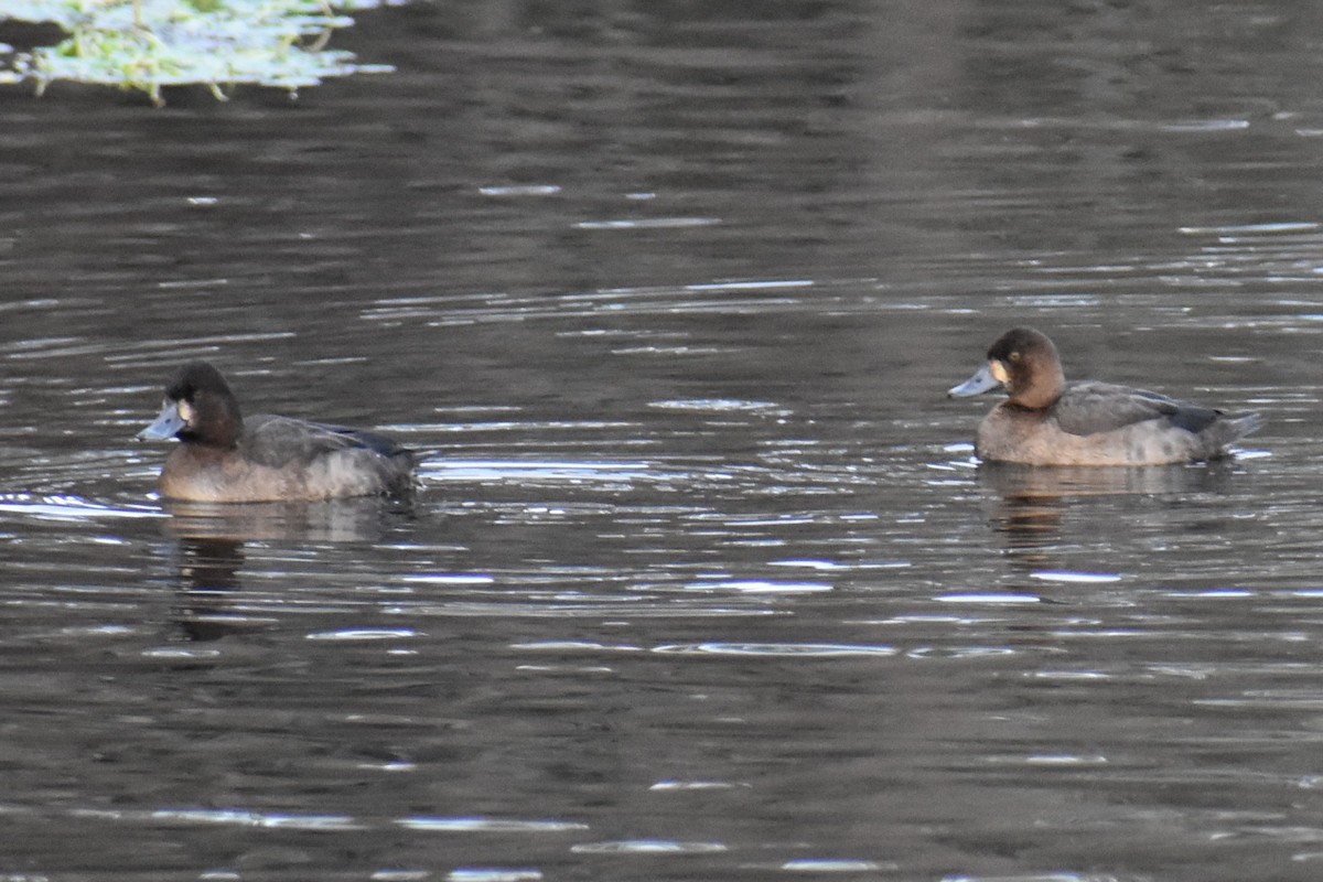 コスズガモ - ML647652063