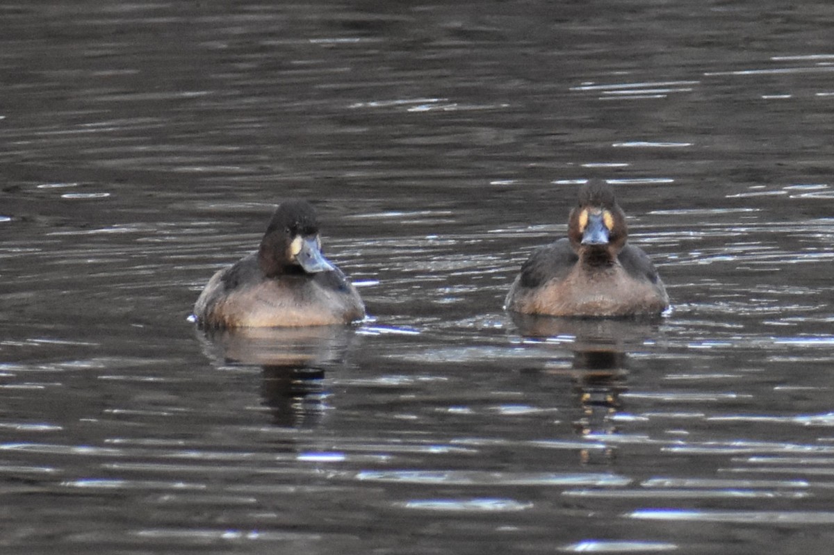 コスズガモ - ML647652064