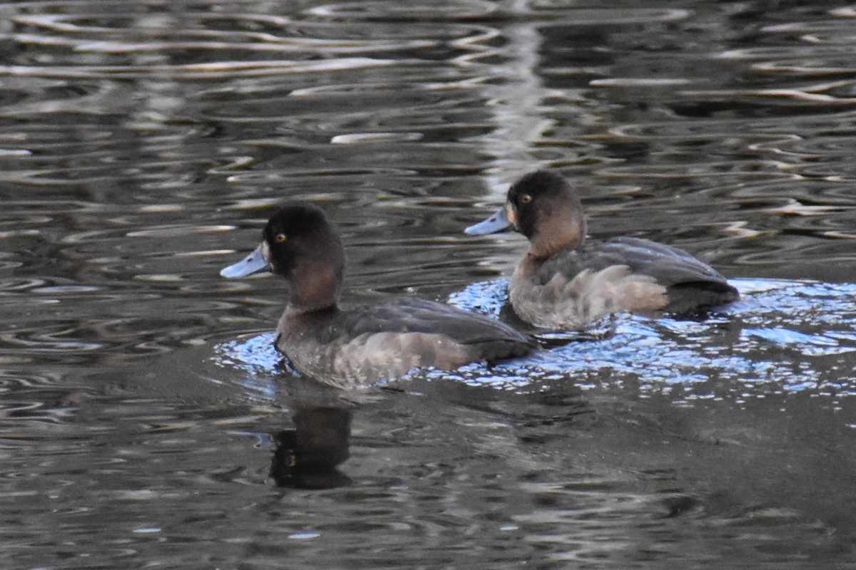 コスズガモ - ML647652065