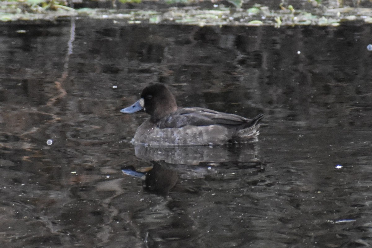 コスズガモ - ML647652066