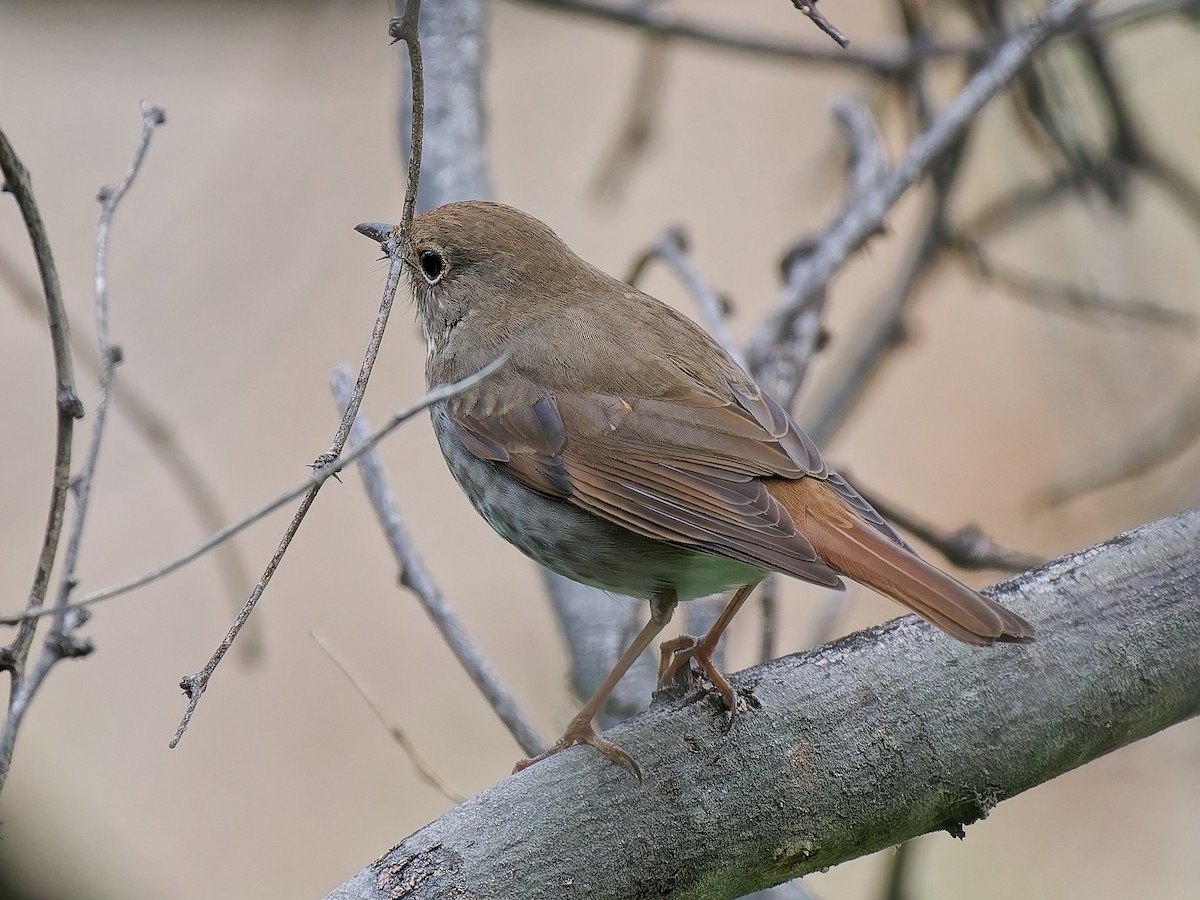 Hermit Thrush - ML647652079