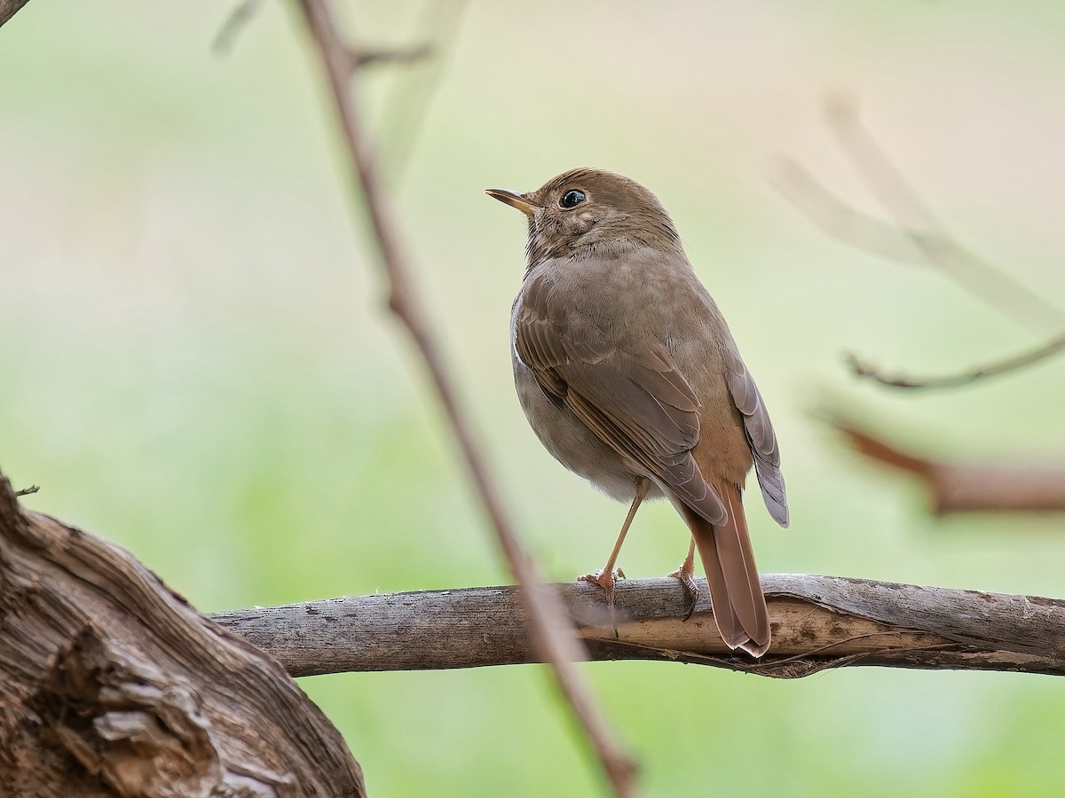 Hermit Thrush - ML647652080