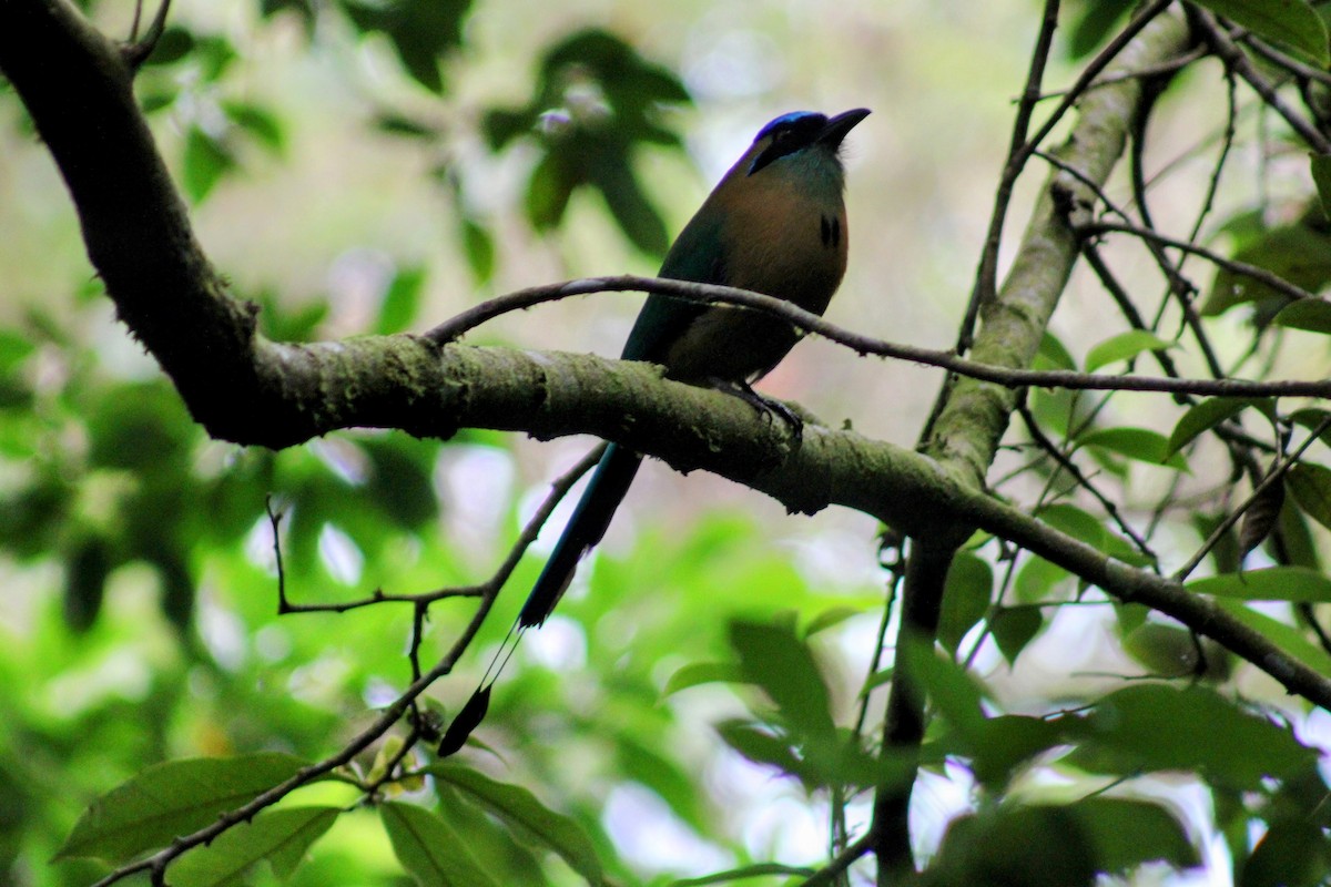 Lesson Motmotu - ML647652081